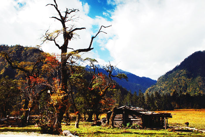 林芝接团大峡谷、市内、纳木错、藏北草原、羊卓